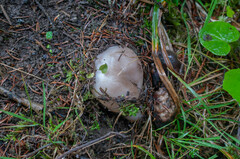 Sarcosphaera coronaria