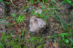 Sarcosphaera coronaria