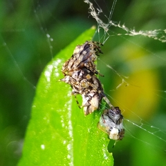 Wagneriana