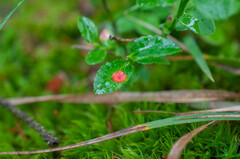 Exobasidium arescens