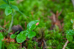 Exobasidium arescens