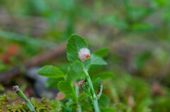 Exobasidium arescens