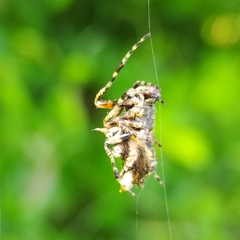 Wagneriana