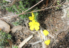 Hibbertia sericea