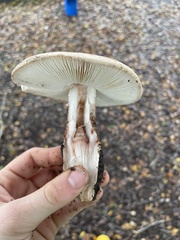 Amanita novinupta