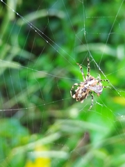 Wagneriana