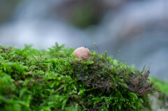 Lentinellus flabelliformis