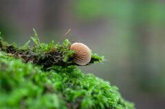 Lentinellus flabelliformis
