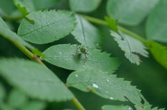 Phyllobius arborator