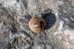 Euconulus fulvus