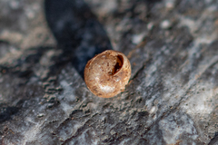 Euconulus fulvus