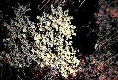 Maireana pyramidata