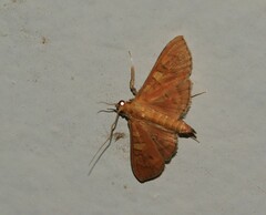 Prenesta scyllalis