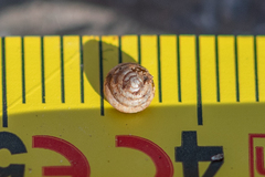 Euconulus fulvus