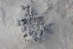 Abronia angustifolia