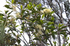 Stenocarpus trinervis