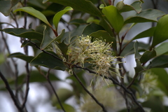 Stenocarpus trinervis