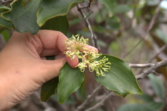 Stenocarpus trinervis