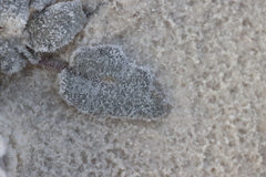 Abronia angustifolia