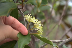 Stenocarpus trinervis