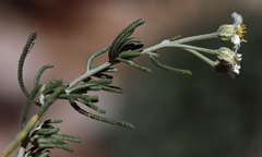 Achillea spinulifolia