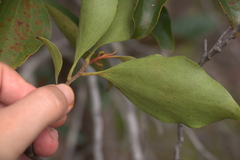 Stenocarpus trinervis