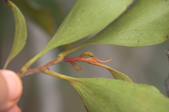 Stenocarpus trinervis