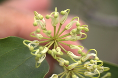 Stenocarpus trinervis