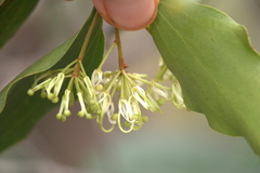 Stenocarpus trinervis