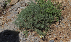Achillea spinulifolia