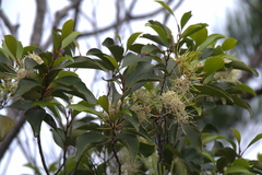 Stenocarpus trinervis