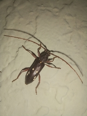 Ambonus interrogationis