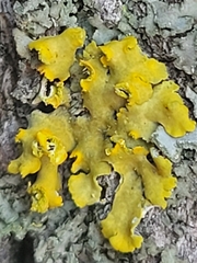 Xanthomendoza fallax
