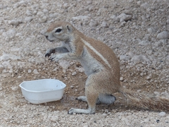 Geosciurus inauris