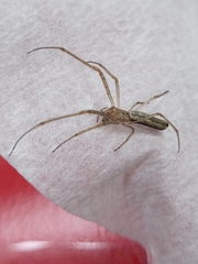Tetragnatha laboriosa