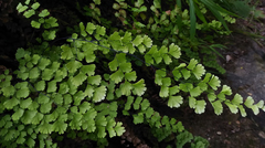 Adiantum capillus-veneris