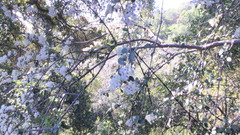 Ceanothus integerrimus