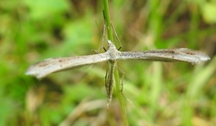 Stenoptilia