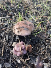 Laccaria amethysteo-occidentalis