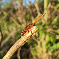 Chydarteres striatus