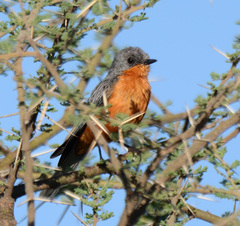 Melaenornis semipartitus