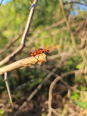 Chydarteres striatus