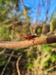 Chydarteres striatus