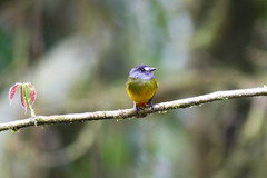 Myiotriccus ornatus