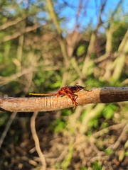 Chydarteres striatus