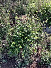 Lonicera
