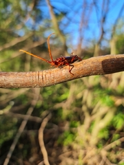 Chydarteres striatus