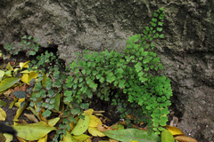 Adiantum capillus-veneris