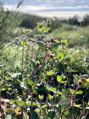Lonicera