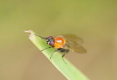 Sapromyza sciomyzina